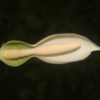 Caladium bicolor (Aiton) Vent.